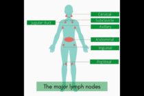 The lymphatic System