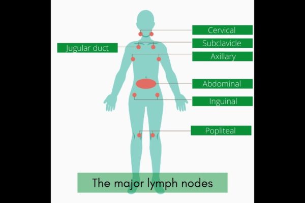 The lymphatic System